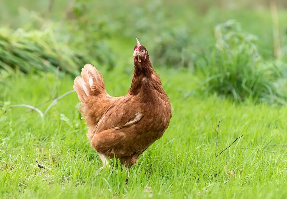 Breizh'on Egg vous invite à découvrir ses œufs plein air au goût authentique de Bretagne